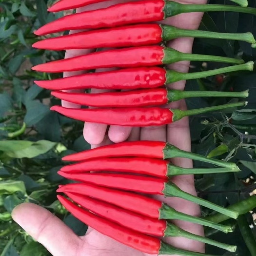 亳州特辣小米椒