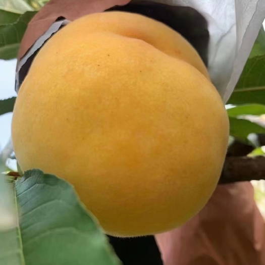 枣阳市锦绣黄桃