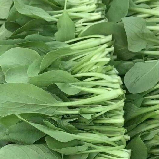 上海鸡毛菜