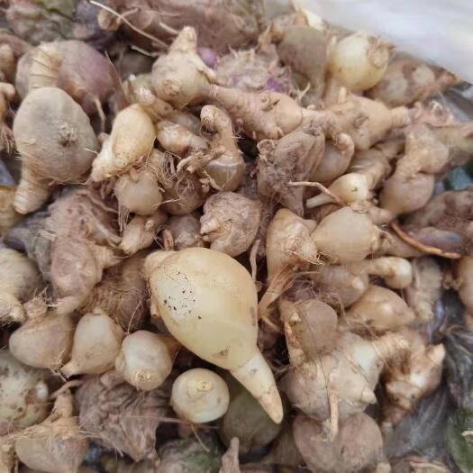 景洪市白及 白芨 云南西双版纳