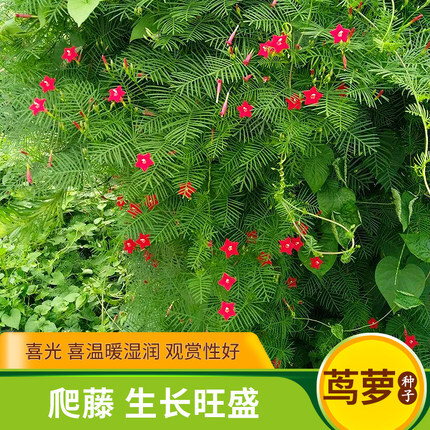 羽叶茑萝种子四季开花爬藤易活花卉籽五星花室内盆栽室外庭院植物