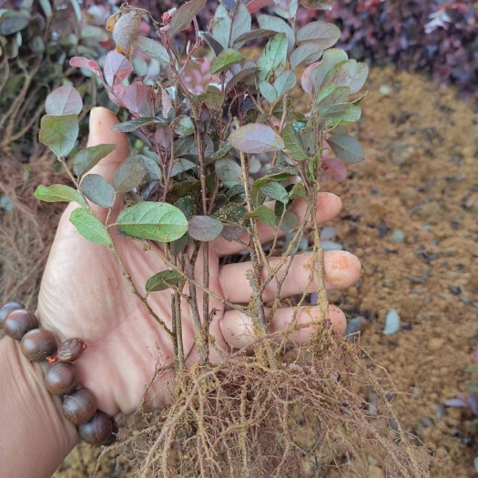 荔浦市自家苗圃常年种植黑珍珠双面红红继木扦插苗根须发达成活率高价优