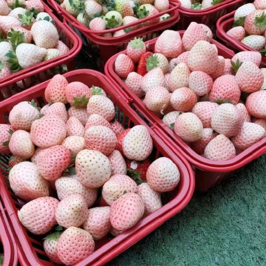 粉玉草莓苗，优质生产苗，白草莓品种中特别推荐