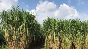 新和县新和壹号牧草