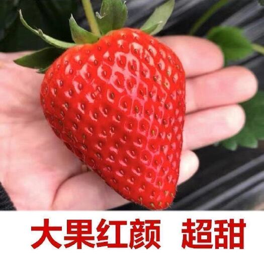 平邑县草莓苗 精品草莓苗 甜宝 红颜等 品种齐全 口感香甜