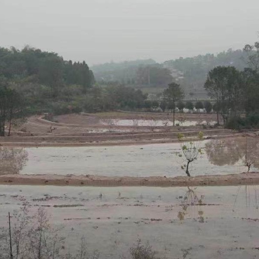 重庆市巴南区二圣镇100亩耕地出zu