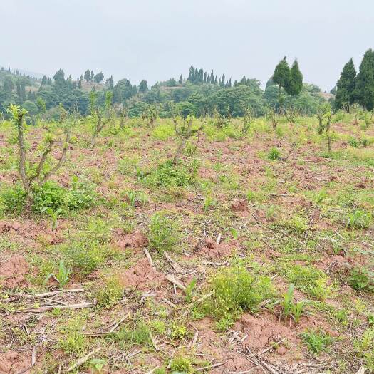 重庆市重庆市荣昌铜鼓镇400亩红枣基地出zu