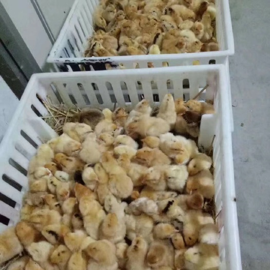 盐城产品名称：改良三色腿鸡苗（公母看需求）