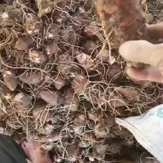 几十万亩红芽芋大量上市，一手货源常年有货，基地直供