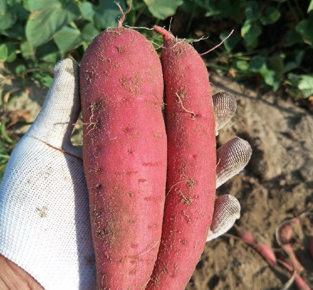 西瓜红湖北宜城西瓜红大上市