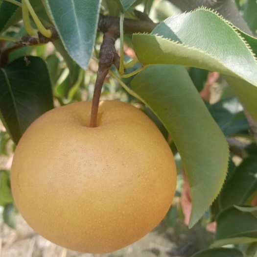 菏泽秋月梨自家果园15亩