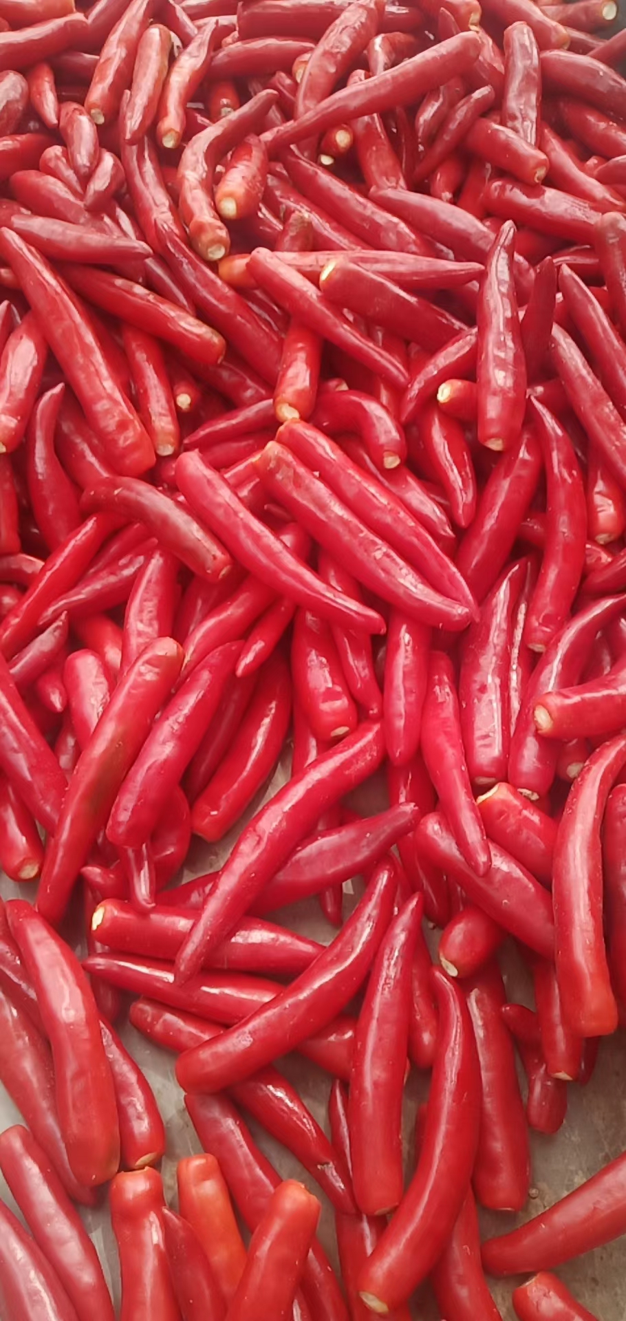 金塔辣椒，打酱，发市场均可，一手货源。