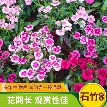 五彩石竹花种子四季开花易种室内阳台盆栽矮生观赏室外庭院花卉籽