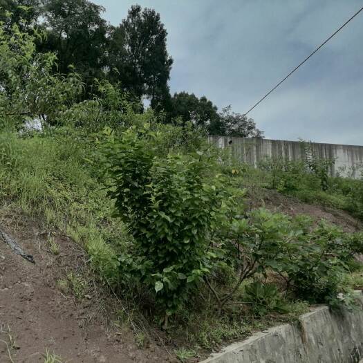 重庆市巴南区二圣镇170亩无花果地出zu