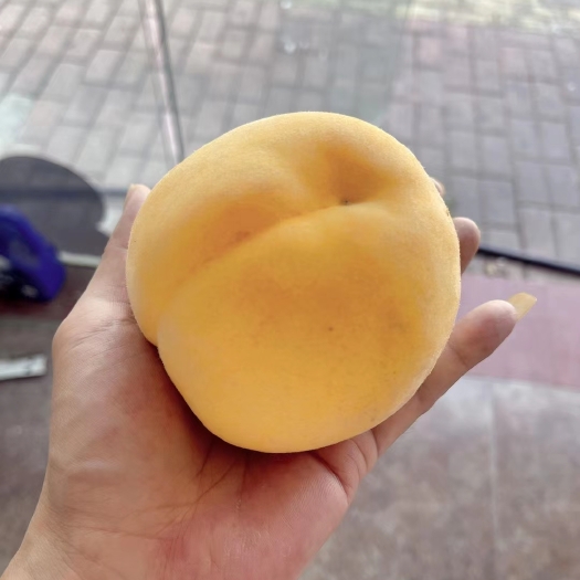 宁波黄金蜜桃