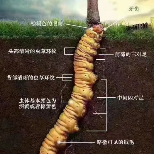 雅江县冬虫夏草