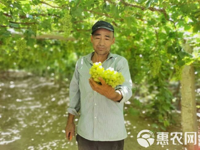 新疆新鲜水果无核白葡萄 吐鲁番葡萄 一件4斤净重产地空运包邮