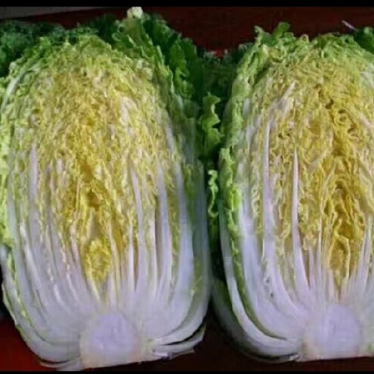 西吉县白菜品种小秋黄青杂三号黄心白菜
