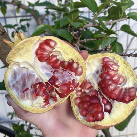 蒙自市早熟突尼斯