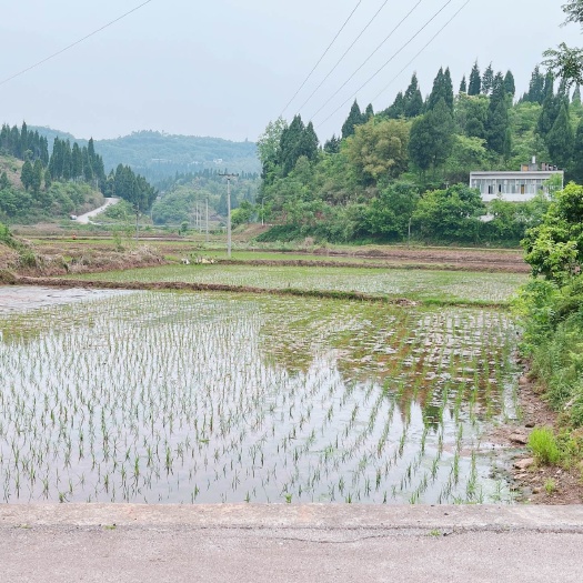 重庆市重庆市荣昌铜鼓镇70亩基本农田出zu