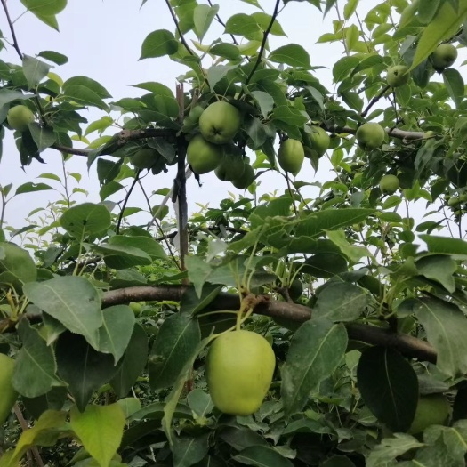 阳信县阳信早酥梨   皮薄汁多  酸甜可口