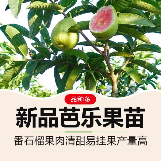 番石榴苗珍珠红心白心芭乐苗四季无籽红宝石嫁接树苗南方当年结果