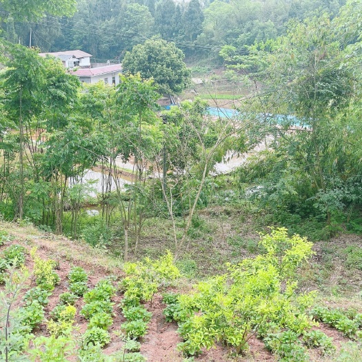 重庆市重庆市荣昌铜鼓镇80亩基本农田出zu