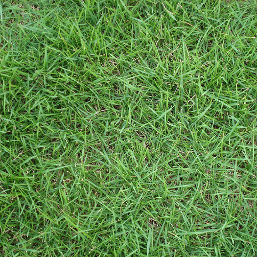 南宁高羊茅种子多年生耐寒耐旱草坪草皮草种护坡绿化常用草籽批发