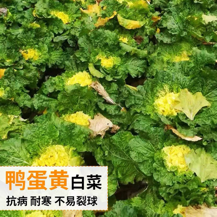 黄心白菜种子 秋播四季快菜籽种孑高产蔬菜种籽冬储鸭蛋黄白菜种