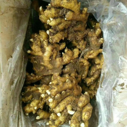 沂水县小黄姜产地（全国发货）支持一件代发 一手货源 保质保量