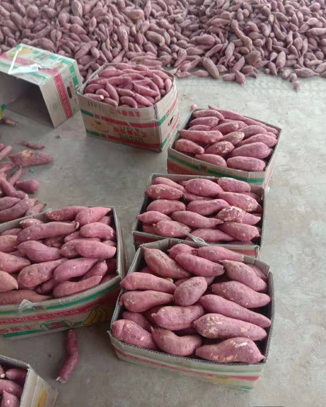 西瓜红湖北宜城西瓜红大上市