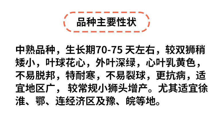 黄心白菜种子 秋播四季快菜籽种孑高产蔬菜种籽冬储鸭蛋黄白菜种