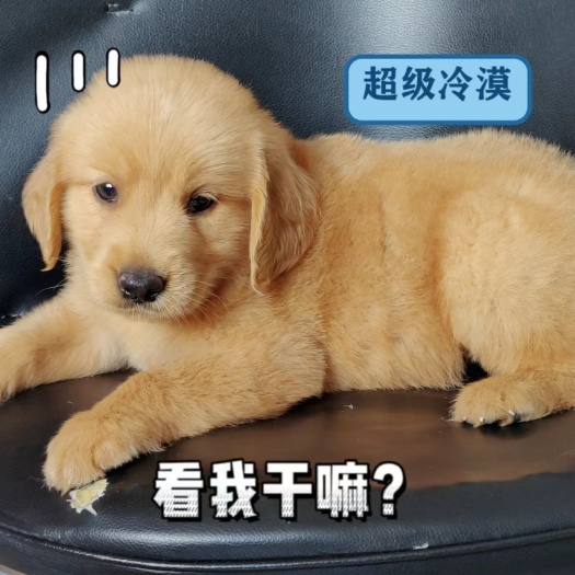 舞钢市金毛犬 金毛巡回犬导盲犬