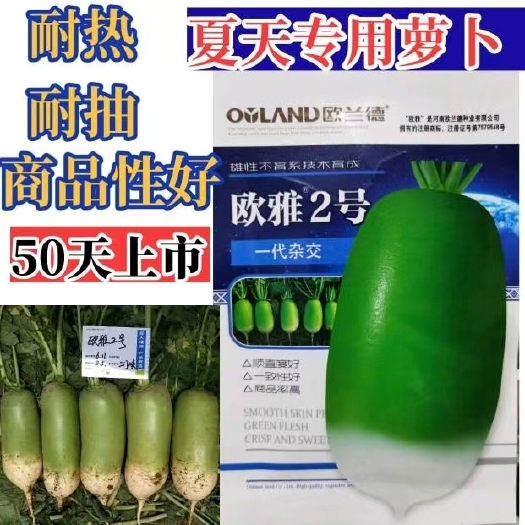 扶沟县欧雅2号萝卜种子夏季抗热反季节萝卜种子50天上市口感好