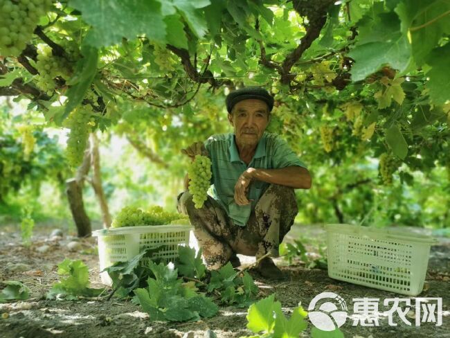 新疆新鲜水果无核白葡萄 吐鲁番葡萄 一件4斤净重产地空运包邮