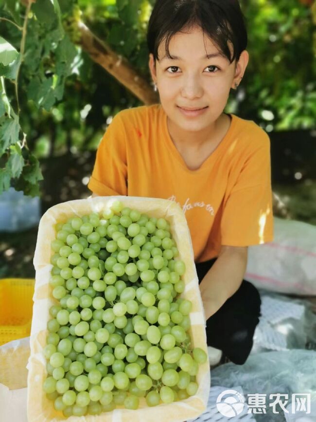 新疆新鲜水果无核白葡萄 吐鲁番葡萄 一件4斤净重产地空运包邮