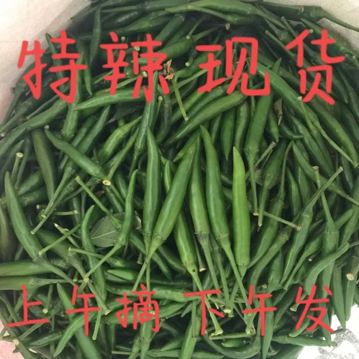 河南新苗小米椒自有基地。量大便宜