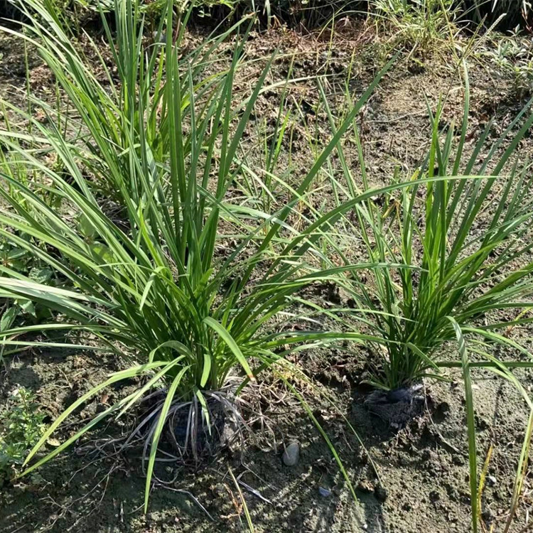 观音草 仙女草 吉祥草 麦冬草基地批发 成都参天园林