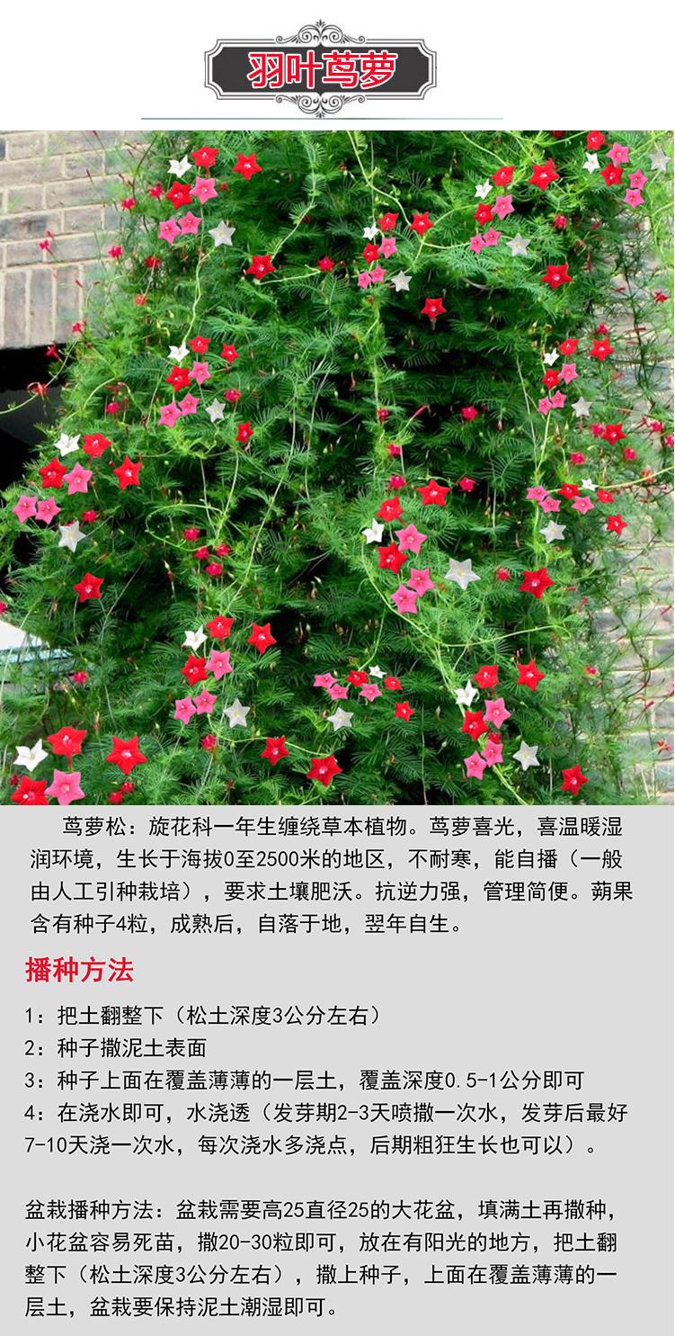 羽叶茑萝花种子易活室外庭院爬藤攀援植物圆叶茑萝五角星花种子