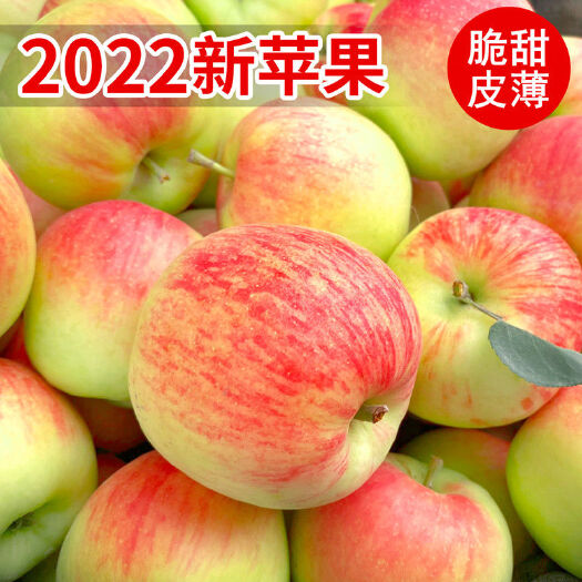 临猗县嘎啦苹果  2025头茬嘎拉新苹果水果批发脆甜当季应季新鲜苹