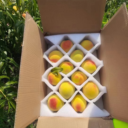 麻阳县麻阳富硒黄桃成熟啦又到了吃黄桃的季节两天后产地下树直发