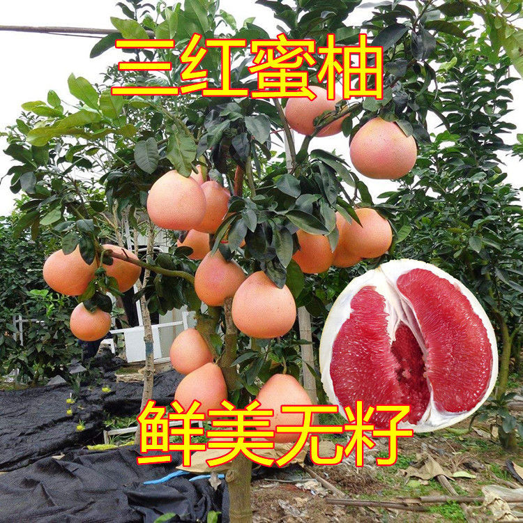 贵州红宝石青柚苗批发图片
