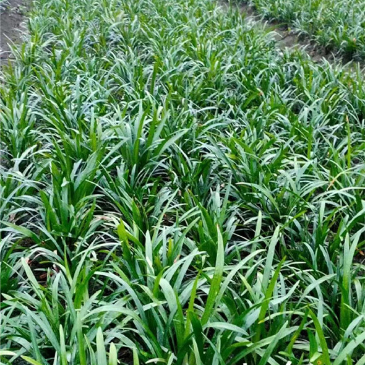 成都麦冬草 玉龙草 日本矮麦冬基地供应 四季常青 成都草坪批发