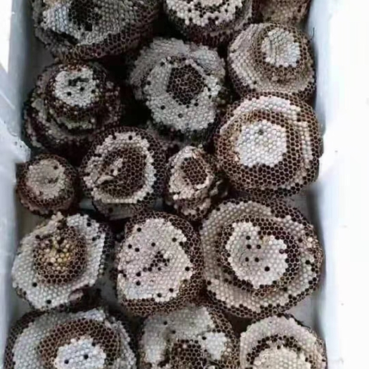 南宁蜂蛹黄脚蜂蛹虎头蜂