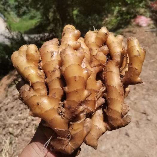 汝城县捡 漏 啦!上等货源，甚是稀缺，看中的老板赶快联系下单吧！