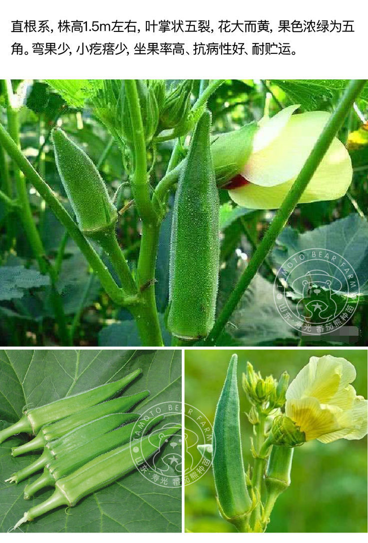 水果秋葵种子红黄绿秋葵苗耐老超嫩四季春秋种籽阳台盆栽秧苗幼苗