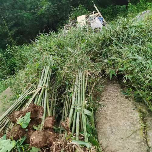 斑竹 湘妃竹 大型竹苗观赏成都竹子基地