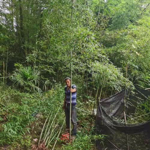 斑竹 湘妃竹 大型竹苗观赏成都竹子基地