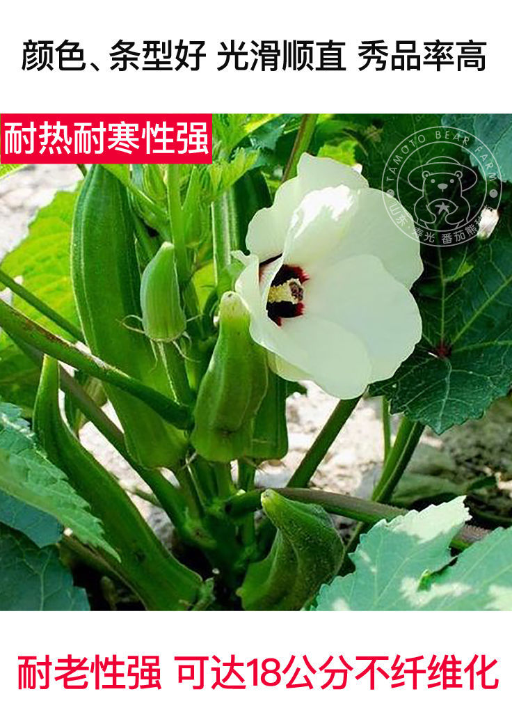 水果秋葵种子红黄绿秋葵苗耐老超嫩四季春秋种籽阳台盆栽秧苗幼苗