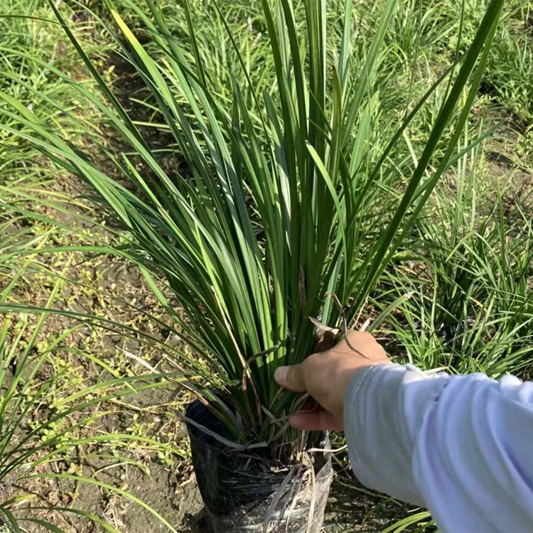 观音草 仙女草 吉祥草 麦冬草基地批发 成都参天园林